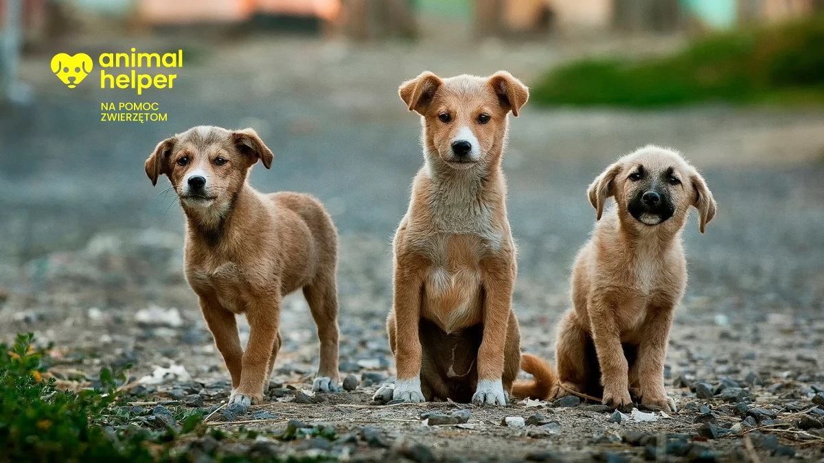 "W Polsce brakuje czegoś na wzór numeru 112 dla zwierząt" - z takiego założenia wyszli działacze Fundacji Psia Krew z Banina w województwie pomorskim. I dlatego podjęli decyzję o utworzenia aplikacji mobilnej służącej do informowania o nagłych przypadkach zagrożenia zdrowia i życia zwierząt.