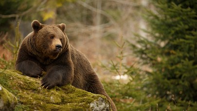 Niedźwiedzica z młodymi widziana w Tatrach. Obudziły je fajerwerki?