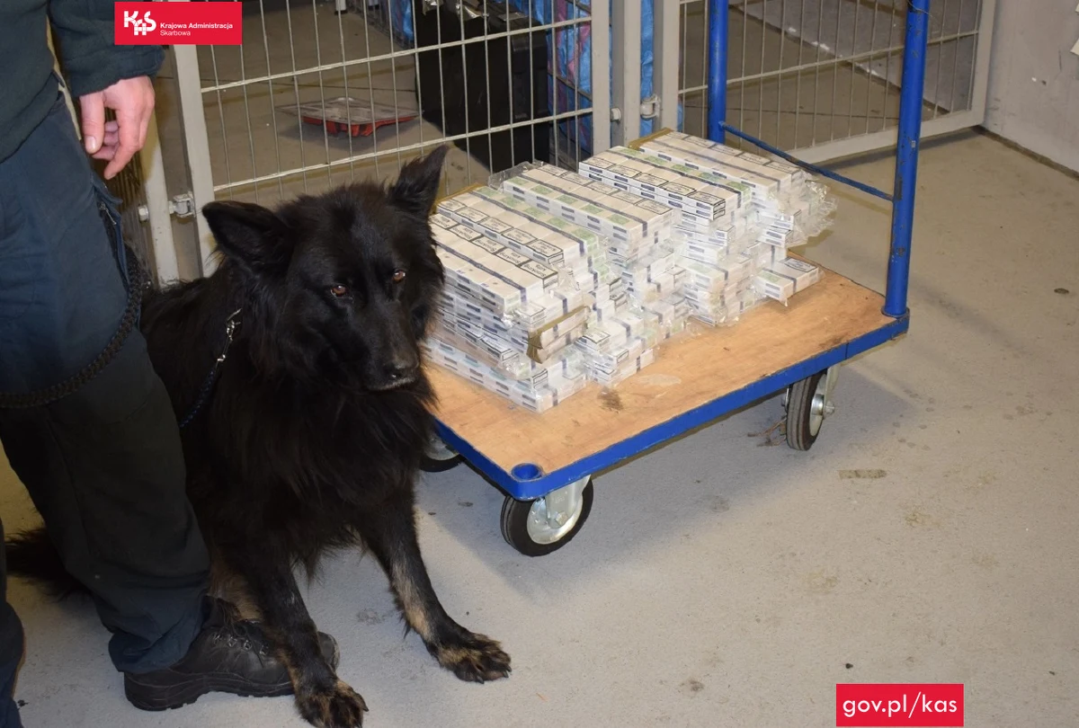 Funkcjonariusze podkarpackiej Krajowej Administracji Skarbowej udaremnili próbę przemytu 10 tys. sztuk papierosów z Ukrainy do Polski przez przejście graniczne w Budomierzu. Był to pierwszy na Podkarpaciu ujawniony przemyt papierosów w tym roku.