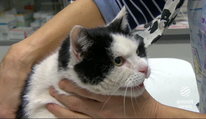 "Wydarzenia": Śmierć ponad 100 zwierząt. Koty na Mazowszu będą obowiązkowo szczepione przeciwko wściekliźnie