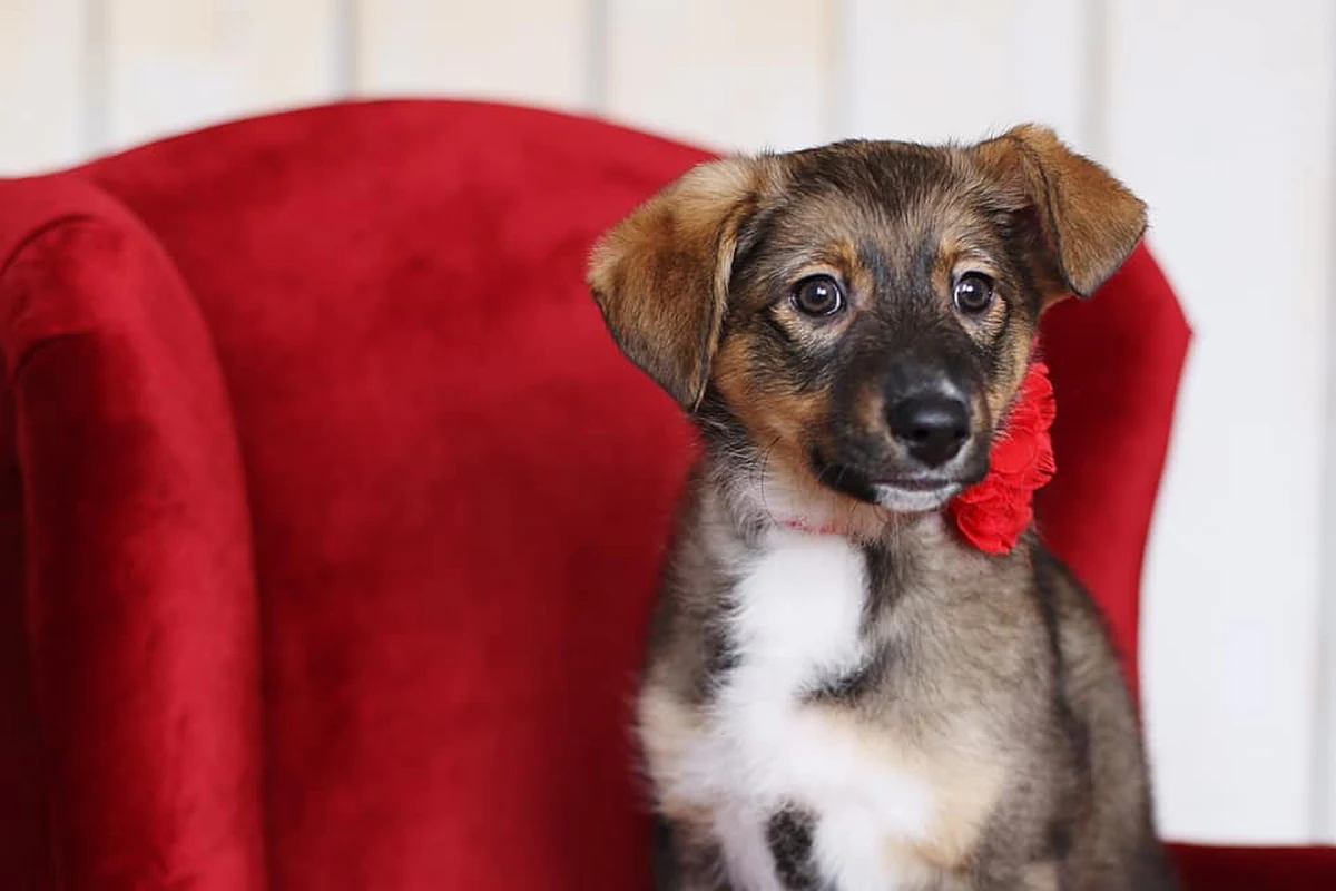 Schronisko dla bezdomnych psów w Tomarynach jest przepełnione i w związku z tym wstrzymało przyjmowanie psów. Pracownicy poprosili internautów o pomoc w rozpowszechnianiu informacji o czworonogach do adopcji.