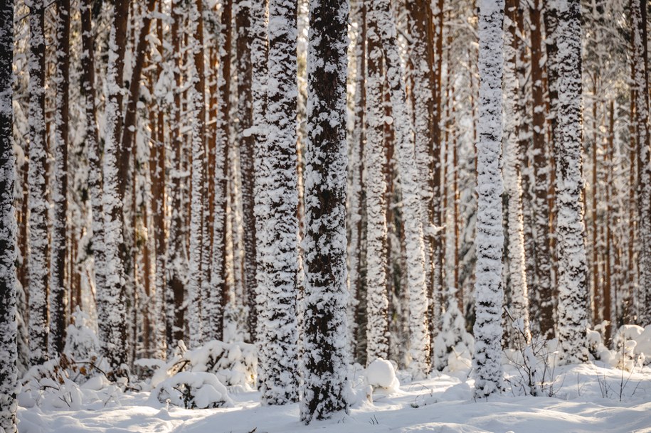 Mroźny początek tygodnia. Gdzie spadnie śnieg?