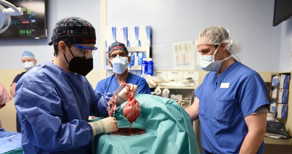 Amerykańscy chirurdzy z Centrum Medycznego Uniwersytetu w Maryland jako pierwsi na świecie z powodzeniem przeszczepili serce człowiekowi z genetycznie zmodyfikowanej świni - ogłosiła amerykańska uczelnia. Była to ostatnia próba ratowania życia 57-letniego Davida Bennetta.