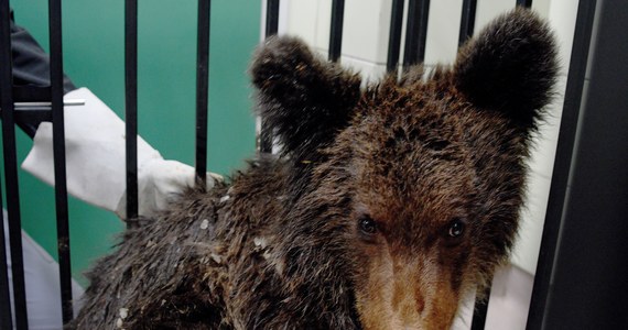 Weterynarze z Ośrodka Rehabilitacji Zwierząt Chronionych w Przemyślu walczą o życie porzuconego niedźwiadka. Drapieżnika znaleźli leśnicy w okolicy Teleśnicy w Bieszczadach. Był wycieńczony i znajdował się w stanie zagrożenia życia.
