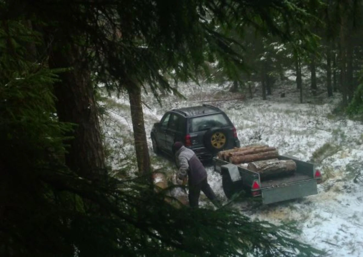 Tysiąc złotych mandatu będzie musiał zapłacić mężczyzna, który próbował ukraść drewno z lasu Nadleśnictwa Lidzbark. Złodzieja nagrała ukryta przez straż leśną kamera.