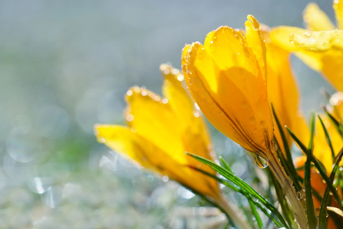 Synoptycy z Instytutu Meteorologii i Gospodarki Wodnej opracowali eksperymentalną prognozę pogody na najbliższe miesiące. Jak mówią, w lutym temperatura nas nie zaskoczy, za w to kolejnych miesiącach już tak!