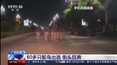 Chiny. Stado strusi biegało ulicami dwumilionowego miasta