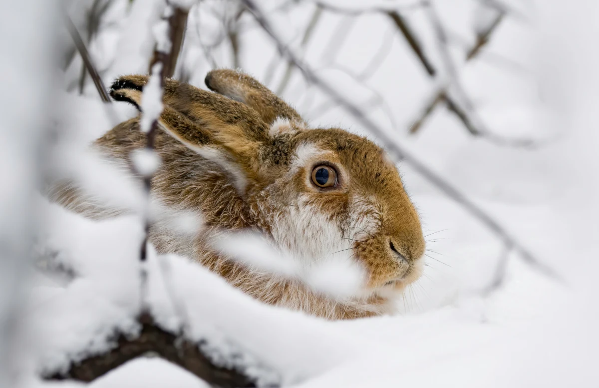 Prokuratura w Łęczycy w Łódzkiem dostała wyniki sekcji królika, który padł w szopce zbudowanej na terenie parku miejskiego na Święta Bożego Narodzenia. 