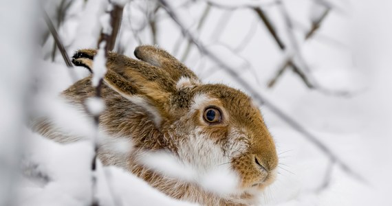 Prokuratura w Łęczycy w Łódzkiem dostała wyniki sekcji królika, który padł w szopce zbudowanej na terenie parku miejskiego na Święta Bożego Narodzenia. 