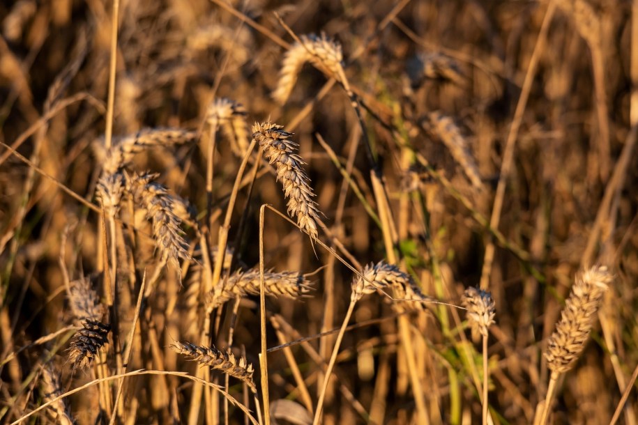/Wojtek Jargiło /PAP