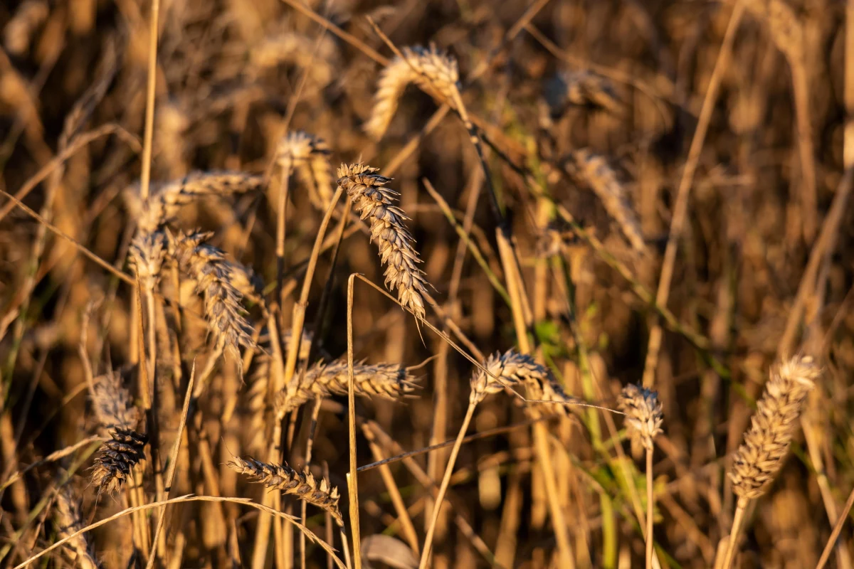 Tarcza antyinflacyjna będzie niekorzystna dla rolników VAT-owców - to stanowisko Krajowej Rady Izb Rolniczych przekazane dziś wicepremierowi i ministrowi rolnictwa Henrykowi Kowalczykowi. Zdaniem KRIR, znaczna grupa rolników-producentów nie będzie mogła odliczyć od podatku poniesionych wydatków. Rolnicy mają pomysł, co rząd musiałby zrobić, aby zaproponowane rozwiązanie miało dla nich korzystny skutek.