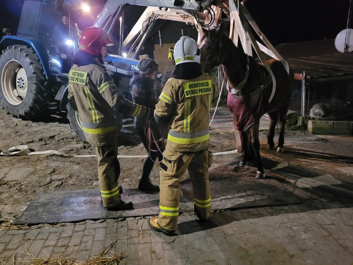 Do nietypowej interwencji zostali wezwani strażacy z Komendy Miejskiej PSP w Bielsku-Białej (woj. śląskie). Chodziło o podniesienie ważącego 500 kg chorego konia, który potrzebował pomocy lekarskiej.