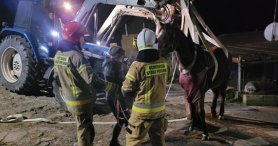 Do nietypowej interwencji zostali wezwani strażacy z Komendy Miejskiej PSP w Bielsku-Białej (woj. śląskie). Chodziło o podniesienie ważącego 500 kg chorego konia, który potrzebował pomocy lekarskiej.