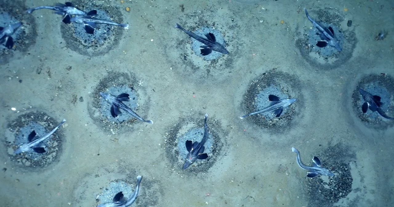 Naukowcy z Instytutu Alfreda Wegenera dokonali niesłychanego odkrycia głęboko pod lodową powierzchnią Morza Weddella w Antarktyce. Znajduje się tam gigantyczna kolonia ryb o powierzchni aż 240 kilometrów kwadratowych.