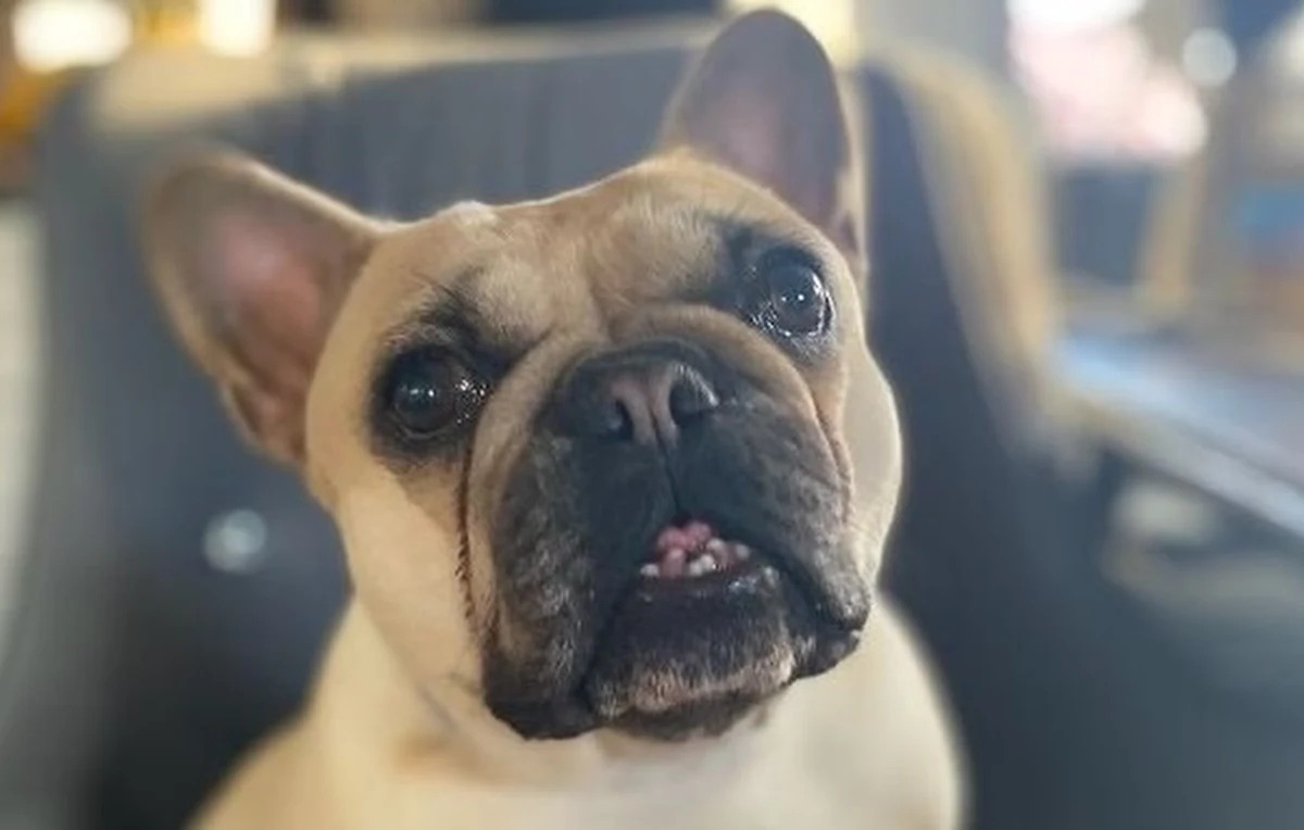 Za znęcanie się nad zwierzętami odpowie mieszkanka gminy Oborniki Śląskie, która wywiozła do lasu psa sąsiadów, bo wbiegł on na jej posesję. Kobiecie grozi do 3 lat więzienia. 