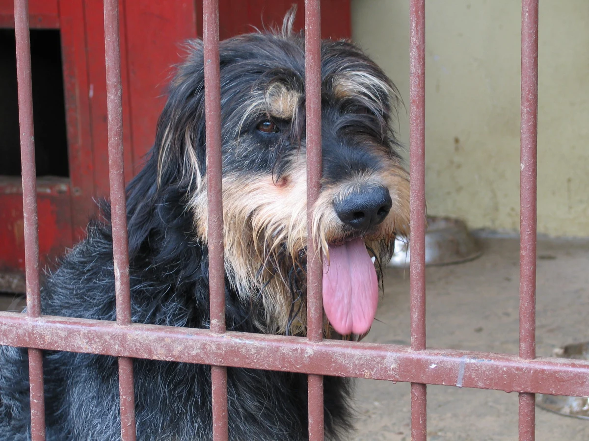 Do czwartku wrocławskie Schronisko dla Bezdomnych Zwierząt prowadzi nabór na nowych wolontariuszy. By zostać jednym z nich trzeba być osobą pełnoletnią i odpowiedzialną, mieć trochę wolnego czasu, cierpliwości czy empatii.