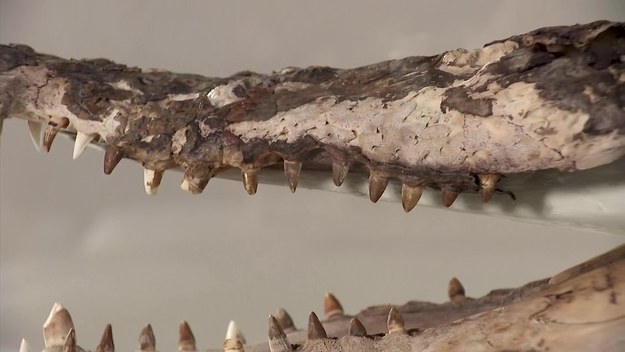 Dobrze zachowany szkielet krokodyla został odnaleziony pod podłogą klasy, podczas remontu zabytkowej szkoły w Walii. Eksponat trafił do szkoły prawdopodobnie ponad 100 lat temu, nie wiadomo dlaczego został ukryty.