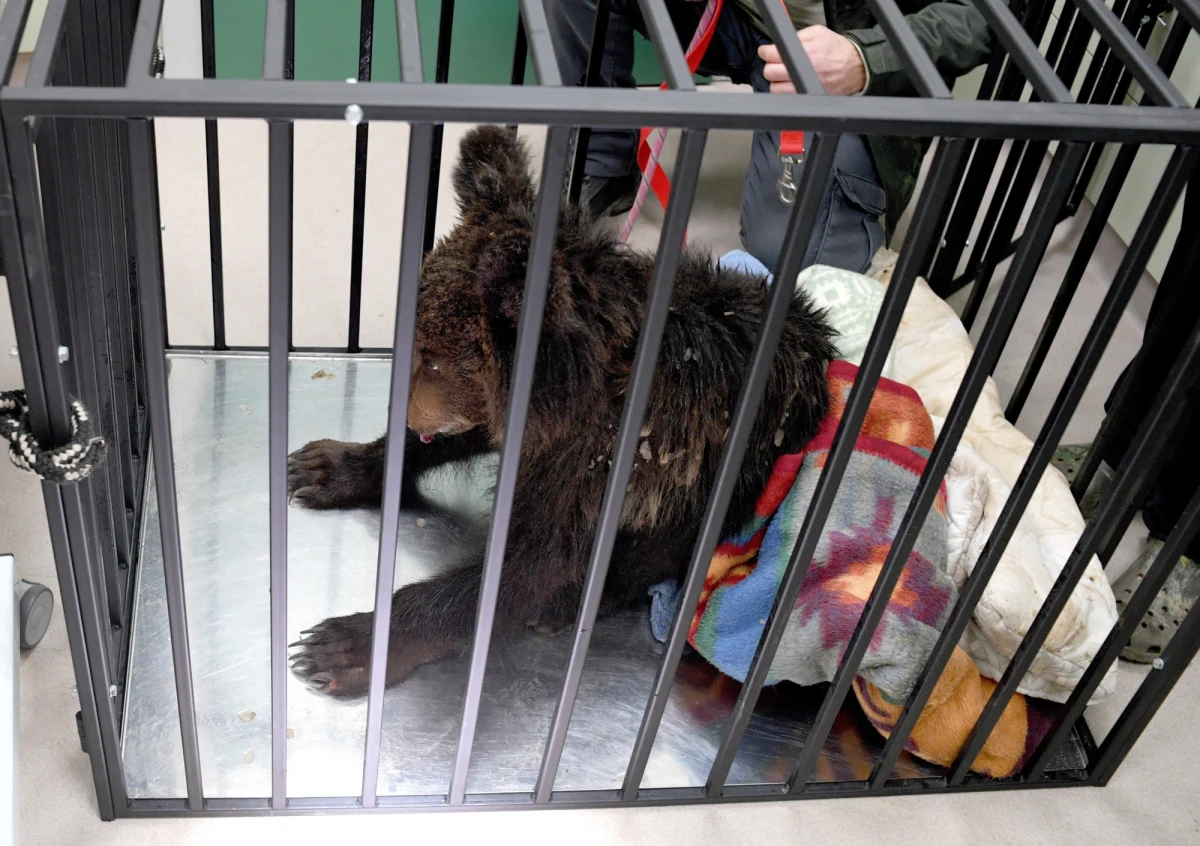 W Ośrodku Rehabilitacji Zwierząt Chronionych w Przemyślu ostatniej nocy uśpiono rocznego niedźwiadka chorującego na zaawansowaną anaplazmozę - groźną chorobę odkleszczową. Osłabione i wycieńczone zwierzę do placówki trafiło dziesięć dni temu.