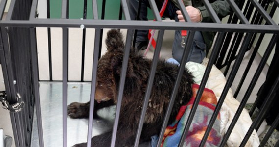 W Ośrodku Rehabilitacji Zwierząt Chronionych w Przemyślu ostatniej nocy uśpiono rocznego niedźwiadka chorującego na zaawansowaną anaplazmozę - groźną chorobę odkleszczową. Osłabione i wycieńczone zwierzę do placówki trafiło dziesięć dni temu.
