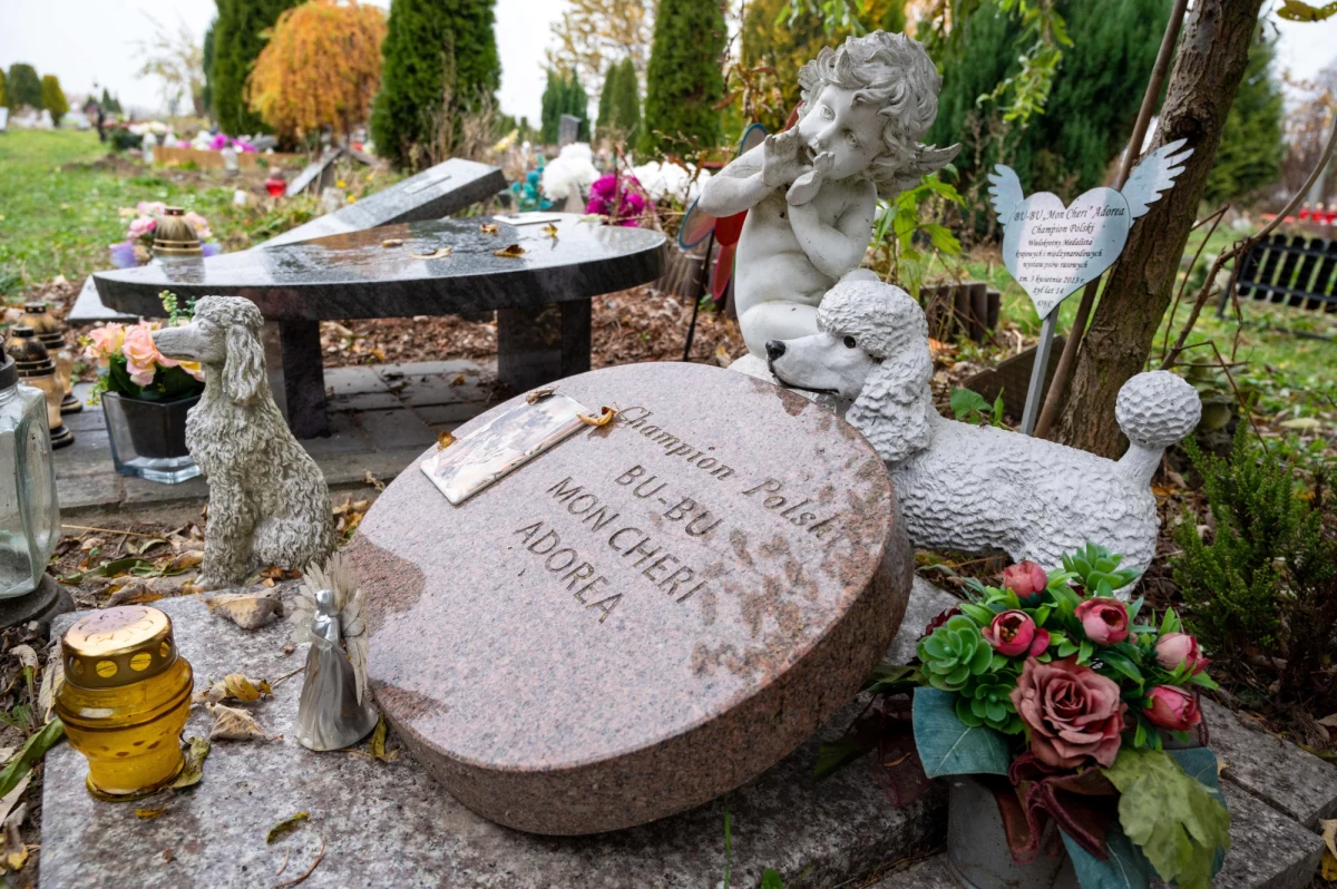 "Utworzenie cmentarza dla zwierząt" - to nazwa petycji, pod którą mogą się podpisać mieszkańcy Rzeszowa. W ciągu dwóch tygodni od jej utworzenia petycja została podpisana przez około 350 osób. Głos w tej sprawie zabrały władze miasta.