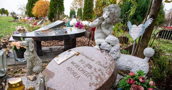 "Utworzenie cmentarza dla zwierząt" - to nazwa petycji, pod którą mogą się podpisać mieszkańcy Rzeszowa. W ciągu dwóch tygodni od jej utworzenia petycja została podpisana przez około 350 osób. Głos w tej sprawie zabrały władze miasta.