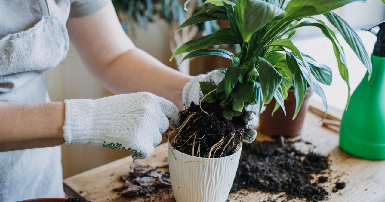 Kiedy przesadzać? Drugie życie kwiatów w nowej doniczce
