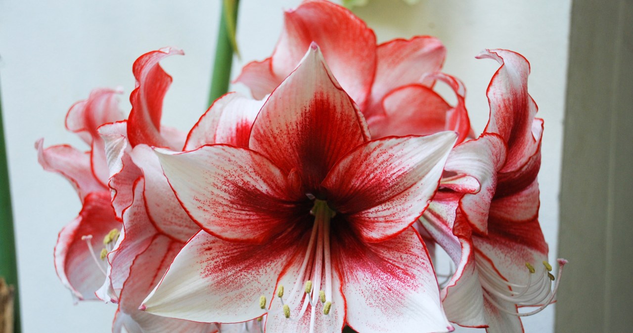 Zakwitnie, choćby jeżeli go nie podlewasz. Elegancka roślina, idealna na prezent