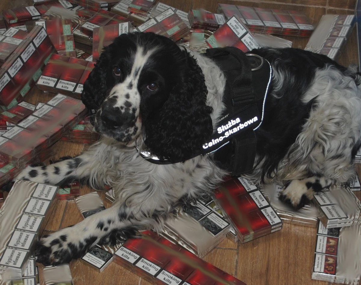 Funkcjonariusze podkarpackiej Krajowej Administracji Skarbowej udaremnili przemyt ponad pół tysiąca paczek papierosów na polsko-ukraińskim przejściu granicznym w Korczowej. Tę informację przekazała rzeczniczka Izby Administracji Skarbowej w Rzeszowie Edyta Chabowska.