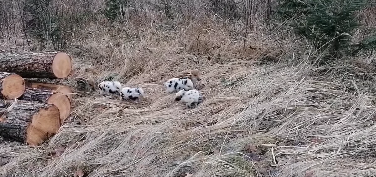 Jacek Boczar, leśniczy z Nadleśnictwa Opole, nagrał nietypowe zwierzęta. To małe dziki podobne do dalmatyńczyków. Są białe i mają czarne cętki. Powody takiego umaszczenia mogą być dwa.