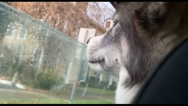 Ten pies wie, co to znaczy komfortowa jazda samochodem. Husky uwielbia wystawiać nos za uchylone okno, robiąc przy tym zabawne miny!