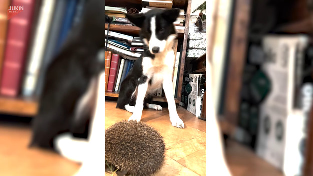 Pies Simba natknął się na jeża. Jednak po tym, jak ciekawski pies go dotknął, zwinął się w kłującą piłkę. Następnie zwierzak pomylił jeża ze swoją piłką i ochronił ją przed swoją psią przyjaciółką, Bonnie.