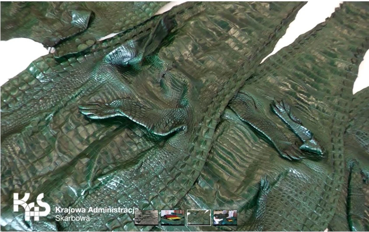 "Mazowieccy funkcjonariusze służby Celno-Skarbowej w dwóch przesyłkach ze Stanów Zjednoczonych, w których miała być używana odzież, zabezpieczyli 42 skóry krokodyli" - poinformowała rzeczniczka Izby Administracji Skarbowej w Warszawie Justyna Pasieczyńska.