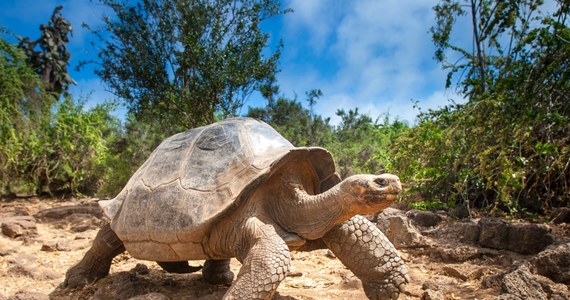 Co najmniej 190, a może więcej lat ma ​żółw olbrzymi o imieniu Jonathan, uznawany za najstarsze żyjące na lądzie zwierzę świata.