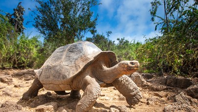 Najstarszy żółw świata może mieć nawet dwieście lat. Spotkał Napoleona?