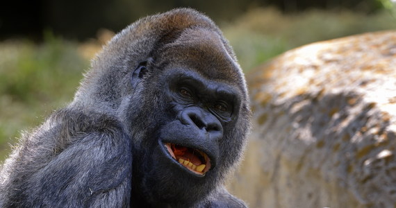 W amerykańskim ogrodzie zoologicznym w Atlancie w wieku 61 zmarł najstarszy goryl płci męskiej na świecie - poinformowała w czwartek agencja AP. Goryl  o imieniu Ozzie był trzecim najstarszym w historii przedstawicielem małpokształtnych - sprecyzowano.