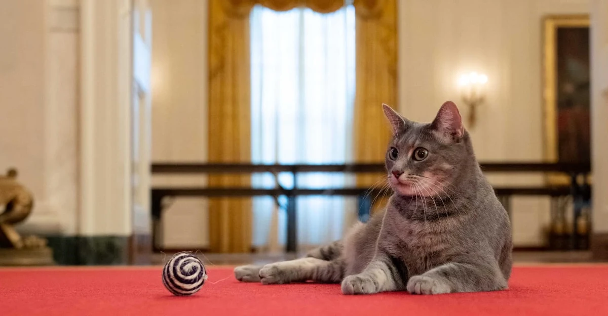 Ma dwa lata, zielone oczy i piękne pręgowane futerko. Kotka Willow to nowa lokatorka Białego Domu. Oficjalnie przedstawiła ją w mediach społecznościowych Pierwsza Dama USA Jill Biden. 
