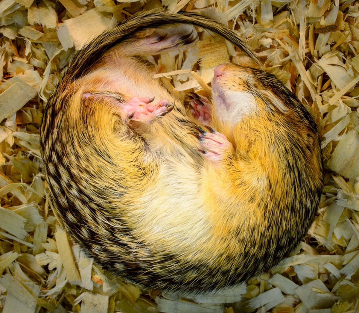 Badania amerykańskich wiewiórek z gatunku susłoch plamkowany, czy paskosuseł lamparci, mogą pomóc w planowaniu długich podróży kosmicznych - twierdzą na łamach czasopisma "Science" naukowcy z Uniwersytetu w Montrealu. Opisują, w jaki sposób organizm tych zwierząt redukuje niemal do zera ilość spalanej w czasie hibernacji energii i jak odzyskuje azot, co chroni je przed utratą masy mięśniowej. Ta wiedza może przydać się astronautom.