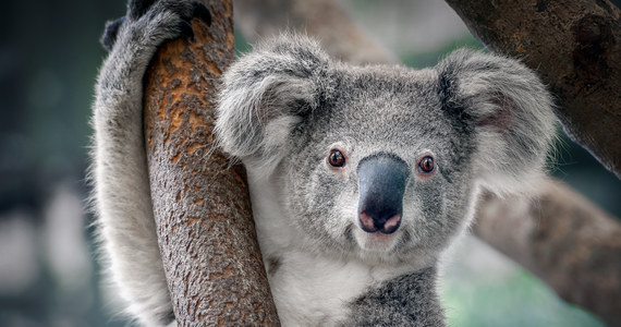 Australia wyda dodatkowe 50 milionów dolarów australijskich (35 milionów dolarów) w ciągu najbliższych czterech lat, aby chronić siedliska koali i spowolnić wymieranie wrażliwych gatunków - poinformował tamtejszy rząd.