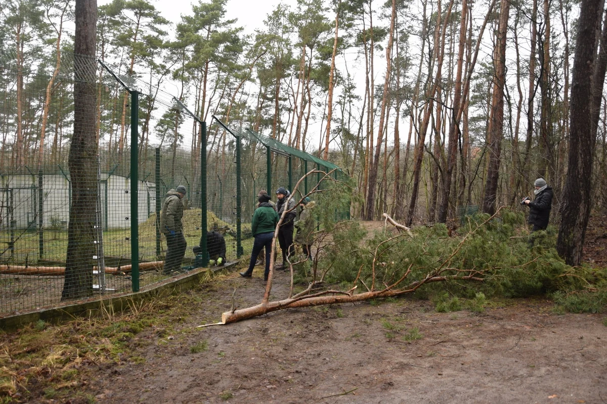 W niedzielę nieczynne jest poznańskie Nowe Zoo. Silny wiatr uszkodził ogrodzenia i powalił drzewa – w ogrodzie zoologicznym trwa sprzątanie i naprawa uszkodzeń. W całym regionie straż pożarna przyjęła już ponad 1,3 tys. zgłoszeń.
