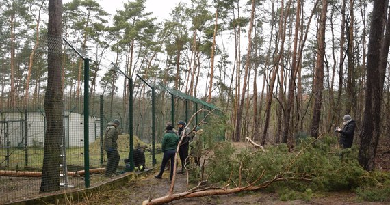 W niedzielę nieczynne jest poznańskie Nowe Zoo. Silny wiatr uszkodził ogrodzenia i powalił drzewa – w ogrodzie zoologicznym trwa sprzątanie i naprawa uszkodzeń. W całym regionie straż pożarna przyjęła już ponad 1,3 tys. zgłoszeń.