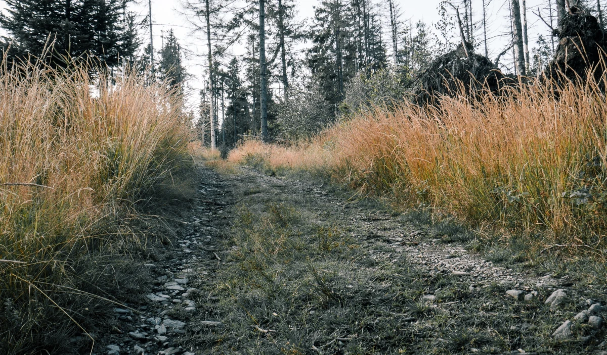 Nagie zwłoki młodego mężczyzny odnalazła w sobotę turystka, która spacerowała w rejonie Jawornicy w Beskidzie Małym. Nie było przy nim żadnych dokumentów. Sprawą zajęły się andrychowska policja i wadowicka prokuratura - podała w poniedziałek policja.