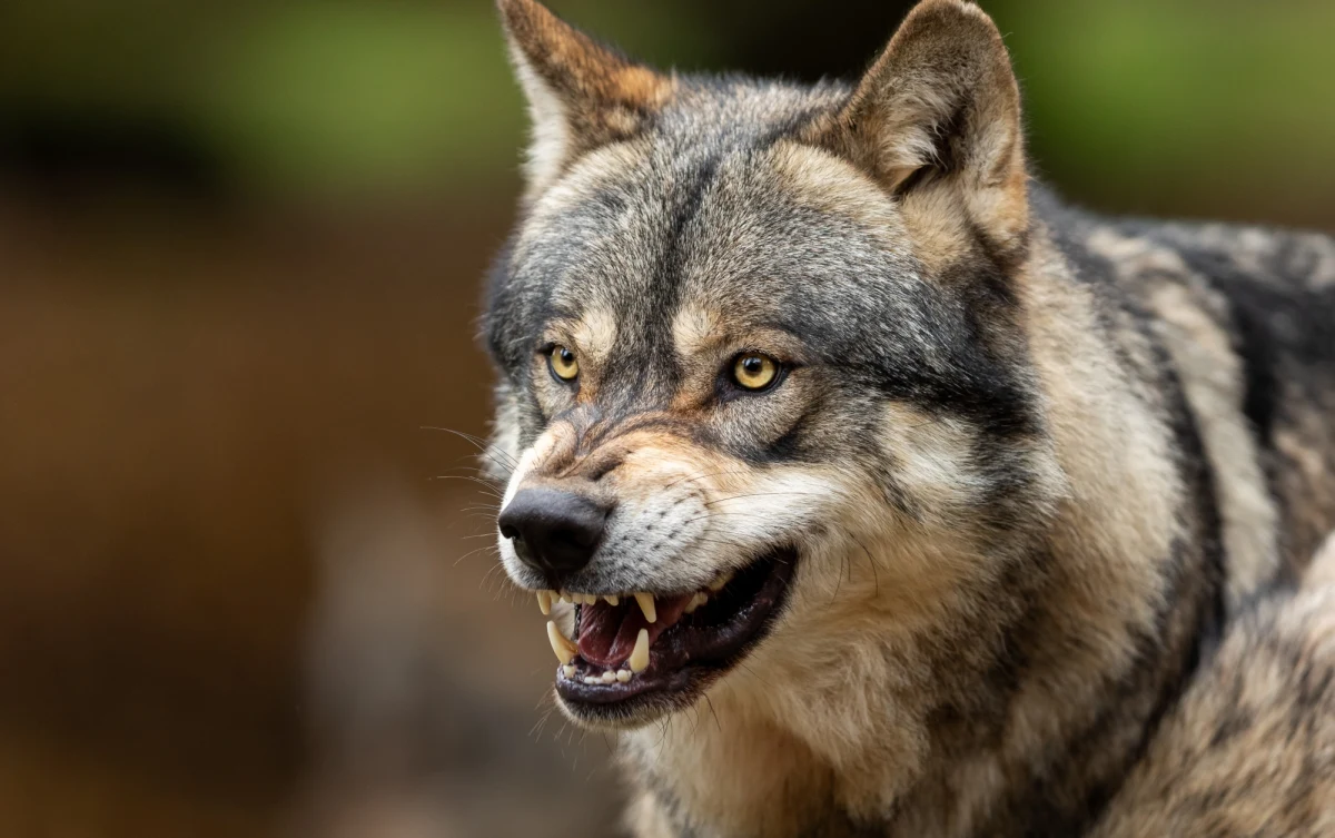 ​Problemy z wilkami w gminie Bukowsko na Podkarpaciu. Zwierzęta podchodzą coraz bliżej domów. W ostatnich dniach zagryzły psa. Wójt apeluje o zachowanie ostrożności.