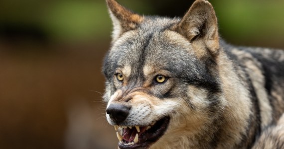 ​Problemy z wilkami w gminie Bukowsko na Podkarpaciu. Zwierzęta podchodzą coraz bliżej domów. W ostatnich dniach zagryzły psa. Wójt apeluje o zachowanie ostrożności.