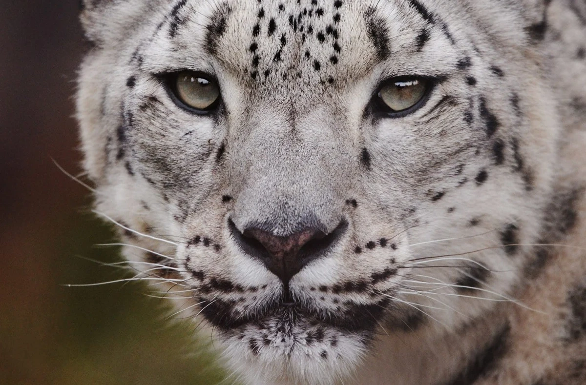 ​Obecnie nie ma wskazań do testowania zwierząt na Covid-19, które nie mają objawów chorobowych. Jak dotąd przetestowaliśmy 4 osobniki w kierunku koronawirusa - powiedziała PAP lekarz weterynarii z Warszawskiego ZOO dr Agnieszka Czujkowska.