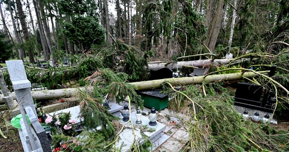 151 drzew zostało powalonych na Cmentarzu Centralnym w Szczecinie przez orkan Nadia, który w weekend przeszedł nad Polską. Część z nich przewróciła się na nagrobki i zatarasowała alejki.

