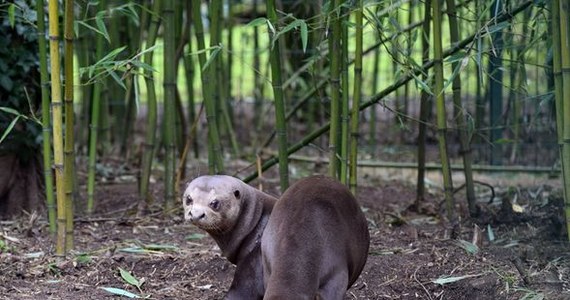Corona – pierwsza urodzona w Polsce samica wydry olbrzymiej – właśnie wyprowadziła się z łódzkiego zoo i zamieszkała w ogrodzie zoologicznym we Francji. Tam ma rozpocząć nowe życie. 