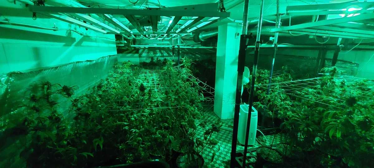 We wszystkich pokojach domu przy ul. Bażanciej na warszawskim Ursynowie trzech mężczyzn urządziło plantację konopi indyjskich. Dbali o swoją nielegalną uprawę i regularnie ją odwiedzali. Wpadli podczas ostatniej wizyty.