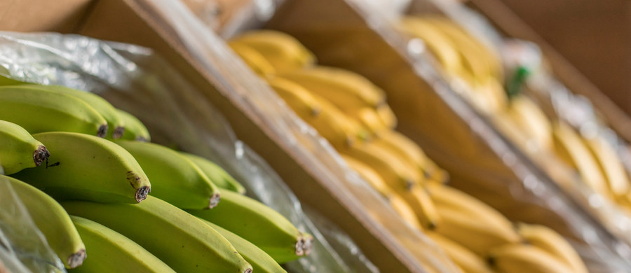 Kolejne sklepy zgłaszają policji pakunki z białym proszkiem znalezione w dostawach bananów. Wstępne badania przeprowadzane przez policję potwierdzają, że to kokaina - dowiedział się reporter RMF FM Kuba Kaługa. 