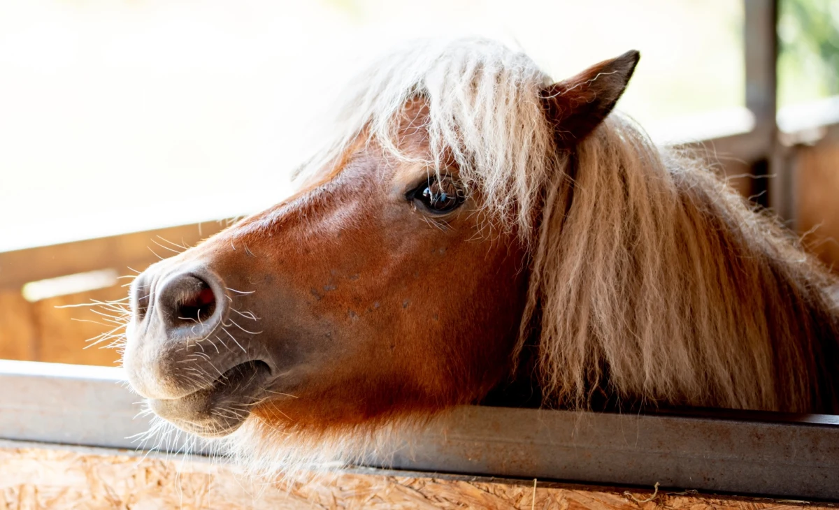 ​W Lublinie w Stajni Alabama zawaliła się hala namiotowa, w której znajdowały się konie. Zwierzętom udało się uciec. Właściciele przekonują, że to ktoś celowo przeciął pasy, które napinały namiot.