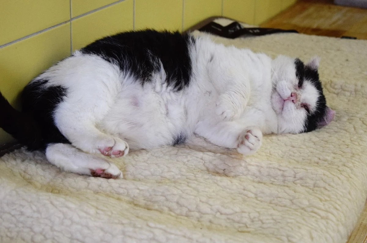 Nasi podopieczni są w potrzebie - tymi słowami prosi o pomoc Schronisko dla Bezdomnych Zwierząt we Wrocławiu. Potrzebne są tam koce i dobrej jakości karma dla kotów, których aktualnie jest blisko setka.